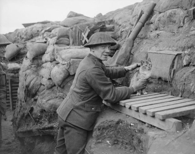 #journeeinternationaleduchat Le chat du régiment dans une tranchée à Cambrin, France, le 6 Février, 1918.