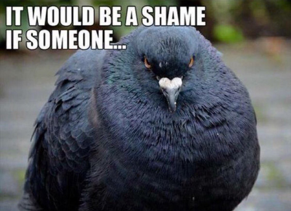 matchmyrideuk's tweet photo. Oh noooooo!!! π±π laugh or cry?
#twittercarclub #matchmyride #mmr #motorhappy #pigeons #mycar #carowners https://t.co/KpylN0aqBU