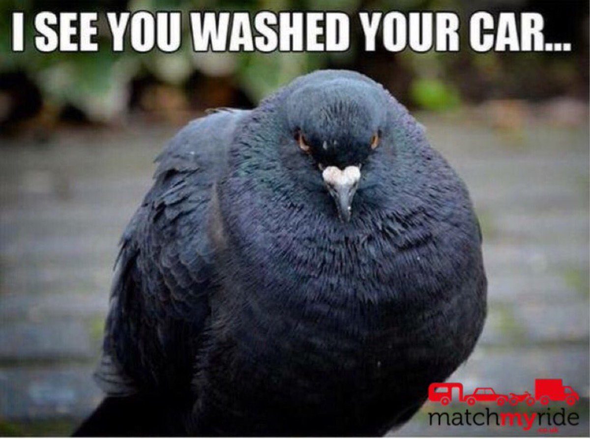 matchmyrideuk's tweet photo. Oh noooooo!!! π±π laugh or cry?
#twittercarclub #matchmyride #mmr #motorhappy #pigeons #mycar #carowners https://t.co/KpylN0aqBU