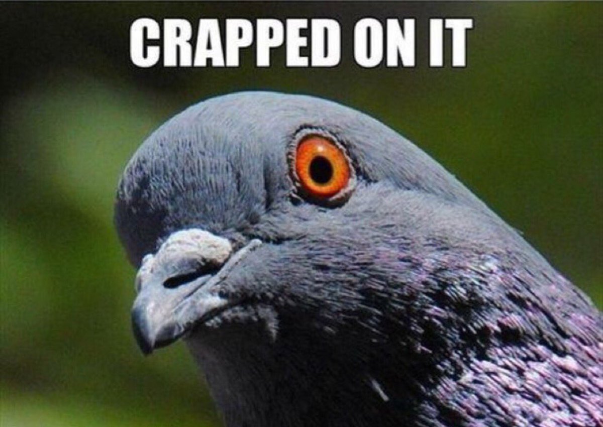 matchmyrideuk's tweet photo. Oh noooooo!!! π±π laugh or cry?
#twittercarclub #matchmyride #mmr #motorhappy #pigeons #mycar #carowners https://t.co/KpylN0aqBU