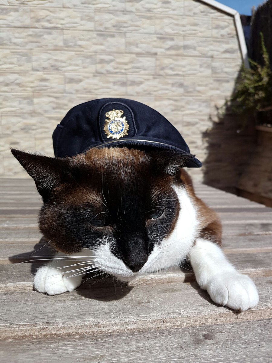 policia's tweet photo. No es sólo que hoy 20, sea #DiaInternacionalDelGato, es que inspiran tranquilidad, acariciarlos hasta puede reducir tu estrés...
Así que: keep calm and love cats
We💙Animals
#FelizMiércoles https://t.co/wStvfi7PsO