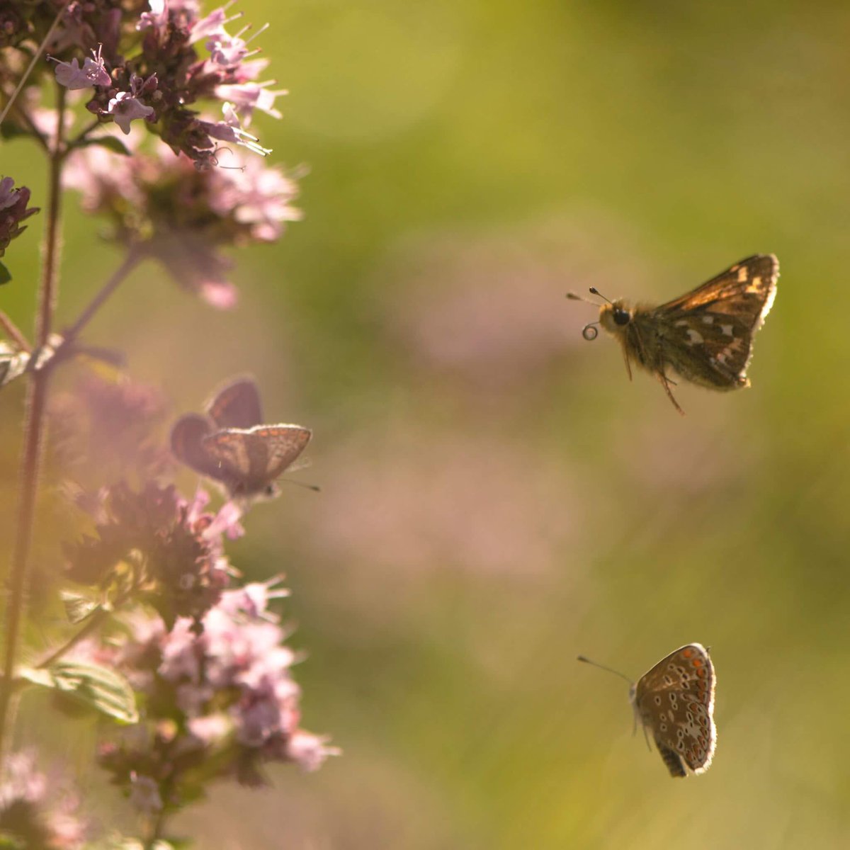 JackMPhoto's tweet photo. The National Trusts Watlington Hill wildflower meadows are buzzing with life at the moment. @nationaltrust @savebutterflies @WildlifeTrusts https://t.co/AfyjgerMRp