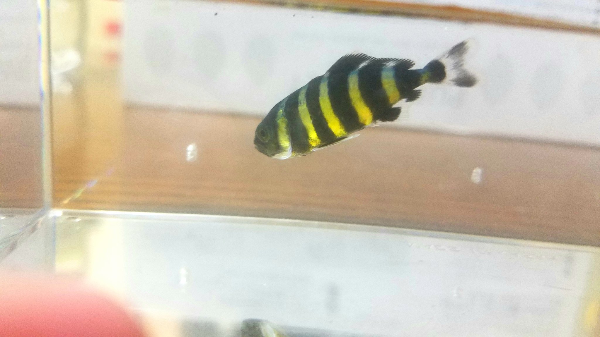 フカジロウ 台風なので漁港に行ってきました 結果はカマス オニ 4 なんかの稚魚多数 イシダイ稚魚多数 ガザミ イソガニ 1cmくらい オヤビッチャと マツダイ 動き回って写真がブレブレ 3 イソスズメ 2枚目 そして綺麗なヤツ 1