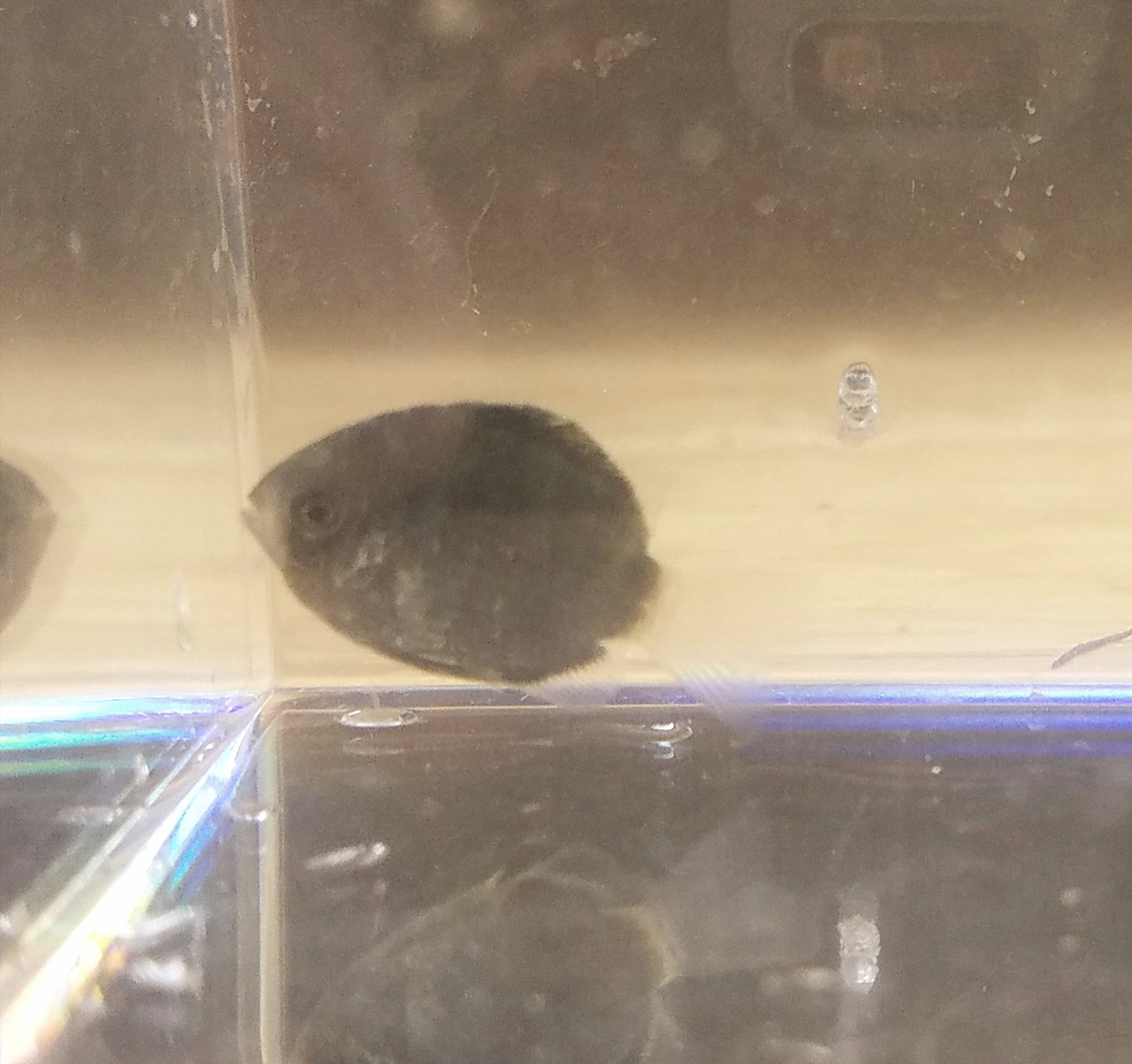 フカジロウ 台風なので漁港に行ってきました 結果はカマス オニ 4 なんかの稚魚多数 イシダイ稚魚多数 ガザミ イソガニ 1cmくらい オヤビッチャと マツダイ 動き回って写真がブレブレ 3 イソスズメ 2枚目 そして綺麗なヤツ 1