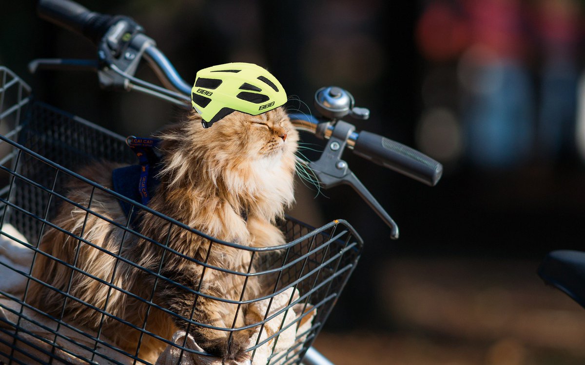 b France Chat Va On Est Bien Et On Profite Du Velo En Toute Securite Avec Le Casque b Journeeinternationaleduchat bcycling Casque Tousavelo T Co Vuak4oigjq b France Chat Va On Est Bien Et On Profite Du Velo En Toute Securite Avec Le Casque b Journeeinternationaleduchat bcycling Casque Tousavelo T Co Vuak4oigjq