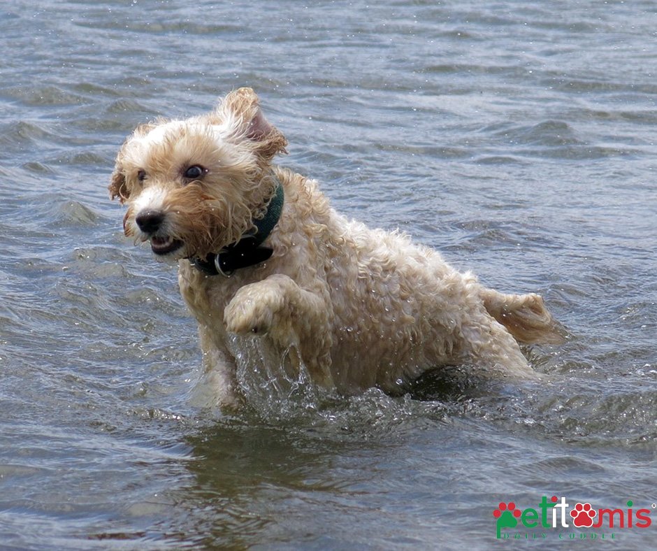 petitamis_'s tweet photo. Dopo un bagno in mare, sciacquate sempre abbondantemente il pelo del vostro #cane. Il sale può causargli dermatiti e seccare il pelo ⛱🏝 https://t.co/LPiAgBsXXq