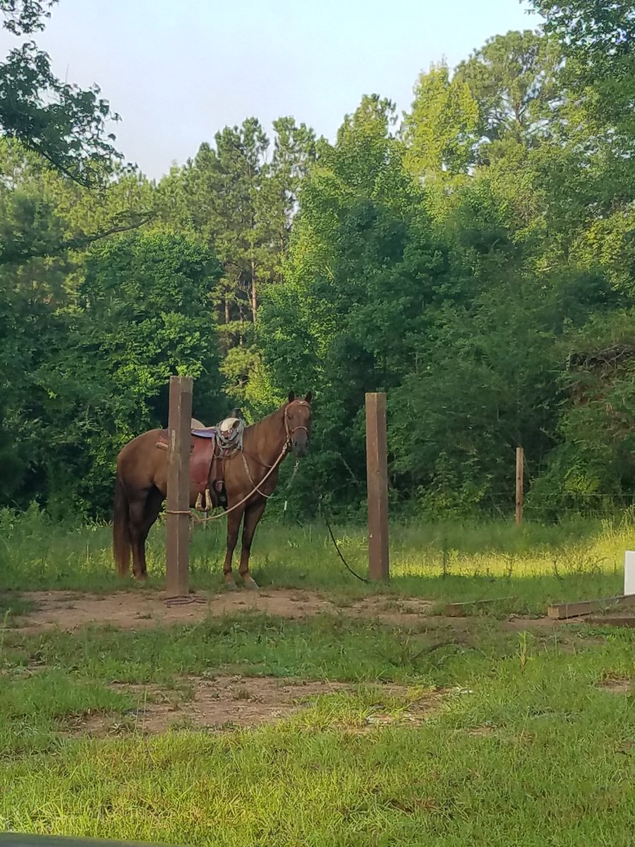 TheRealLoLo_'s tweet photo. Insert some insane beautiful quote about animals or nature here. 

#amosc #horse #nature #addmsonsnapchat #followme #thereallolo1998 https://t.co/mtR3MQHsgb