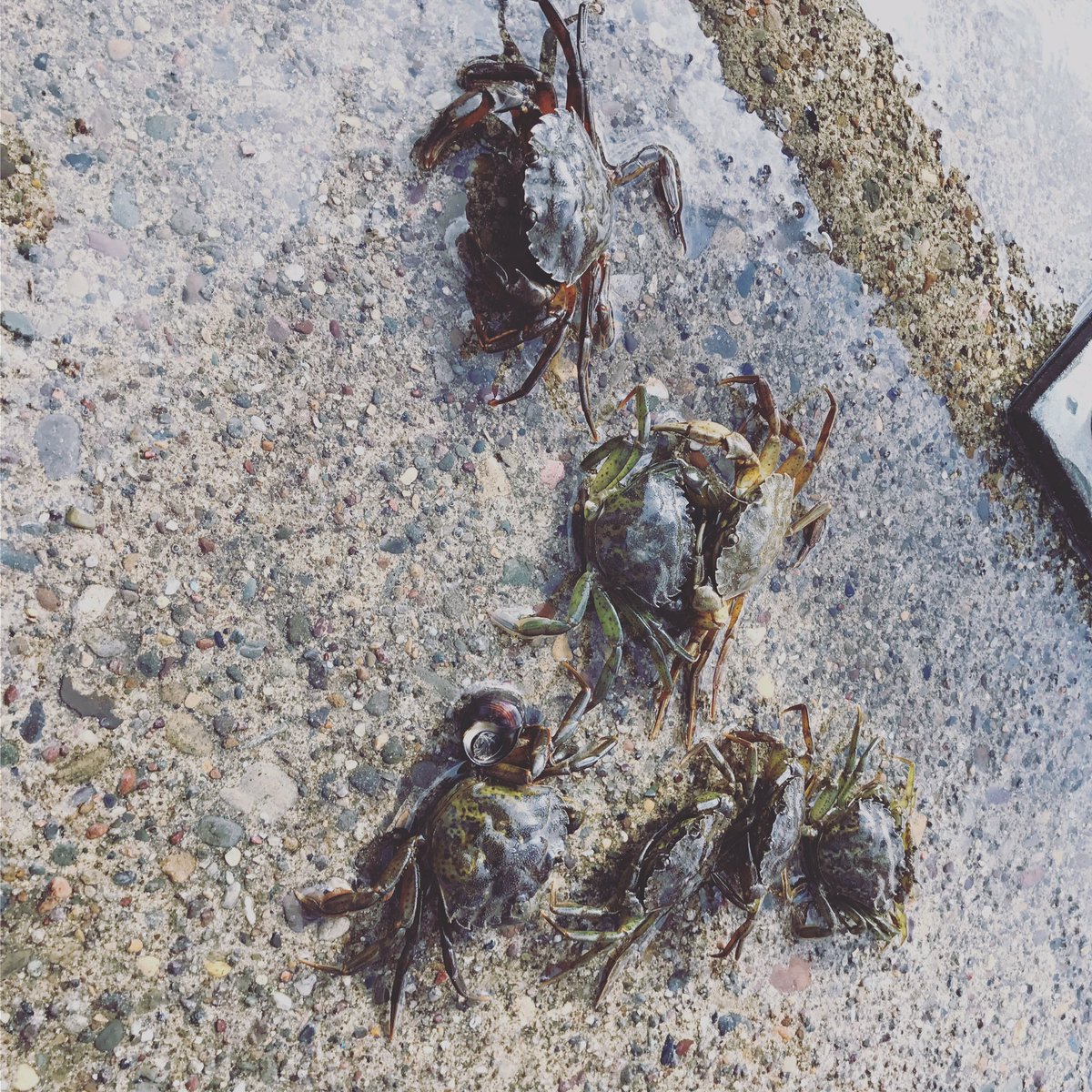 theblindmole4's tweet photo. 8th birthday for our big lad over the weekend, it was spent catching ferocious crabs #beingeightisgreat #catchingcrabsπ¦ https://t.co/R025vLtfT2