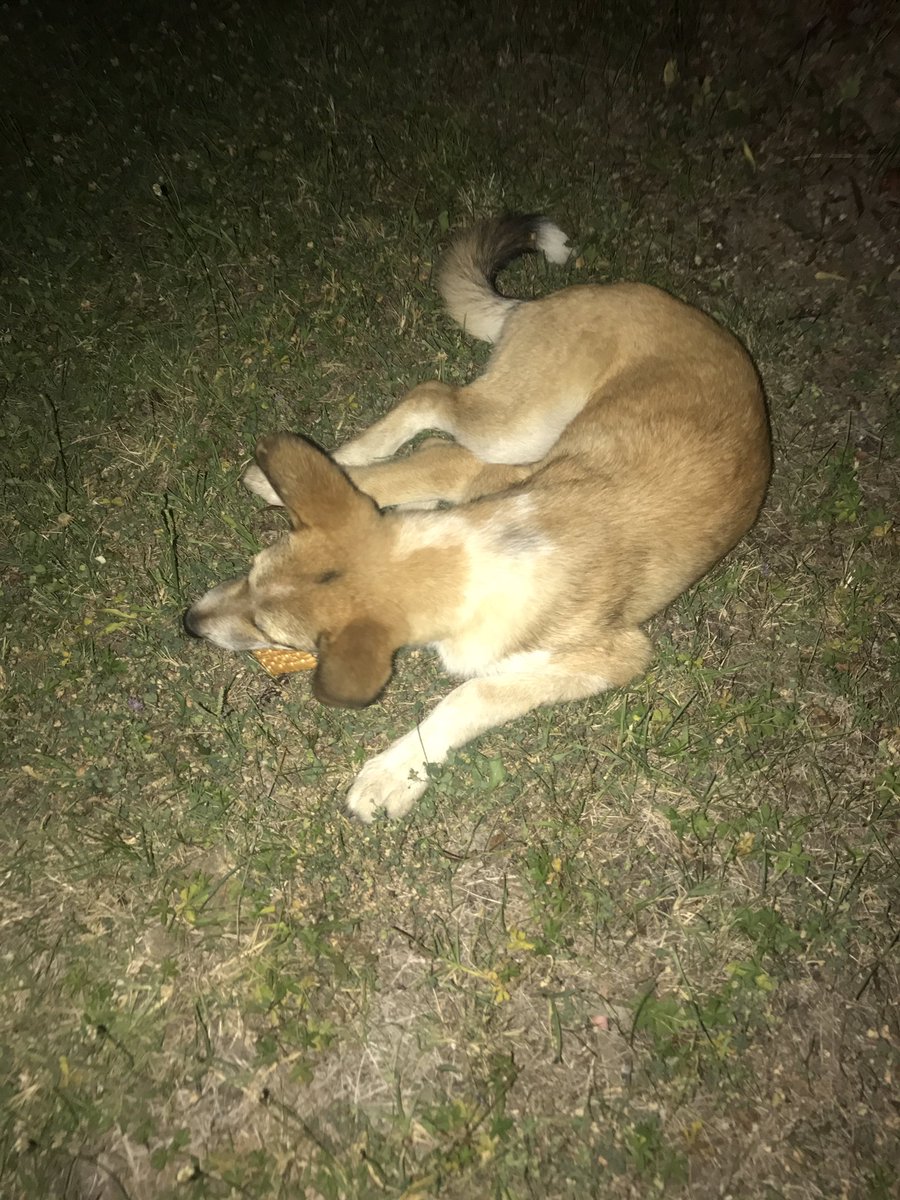 tiabaker_'s tweet photo. Imagine I found a stray puppy on holiday and my mum is trying to fly her home 😩😂✈️🐶 https://t.co/CjjfSdCDBc