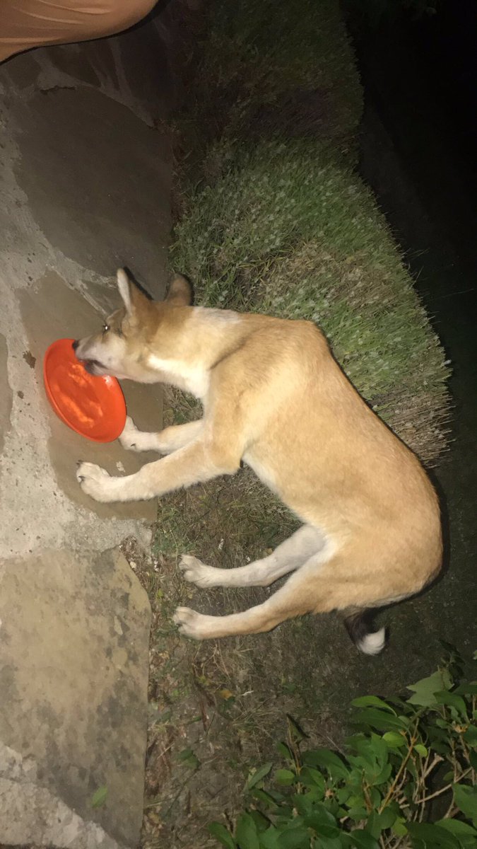 tiabaker_'s tweet photo. Imagine I found a stray puppy on holiday and my mum is trying to fly her home 😩😂✈️🐶 https://t.co/CjjfSdCDBc