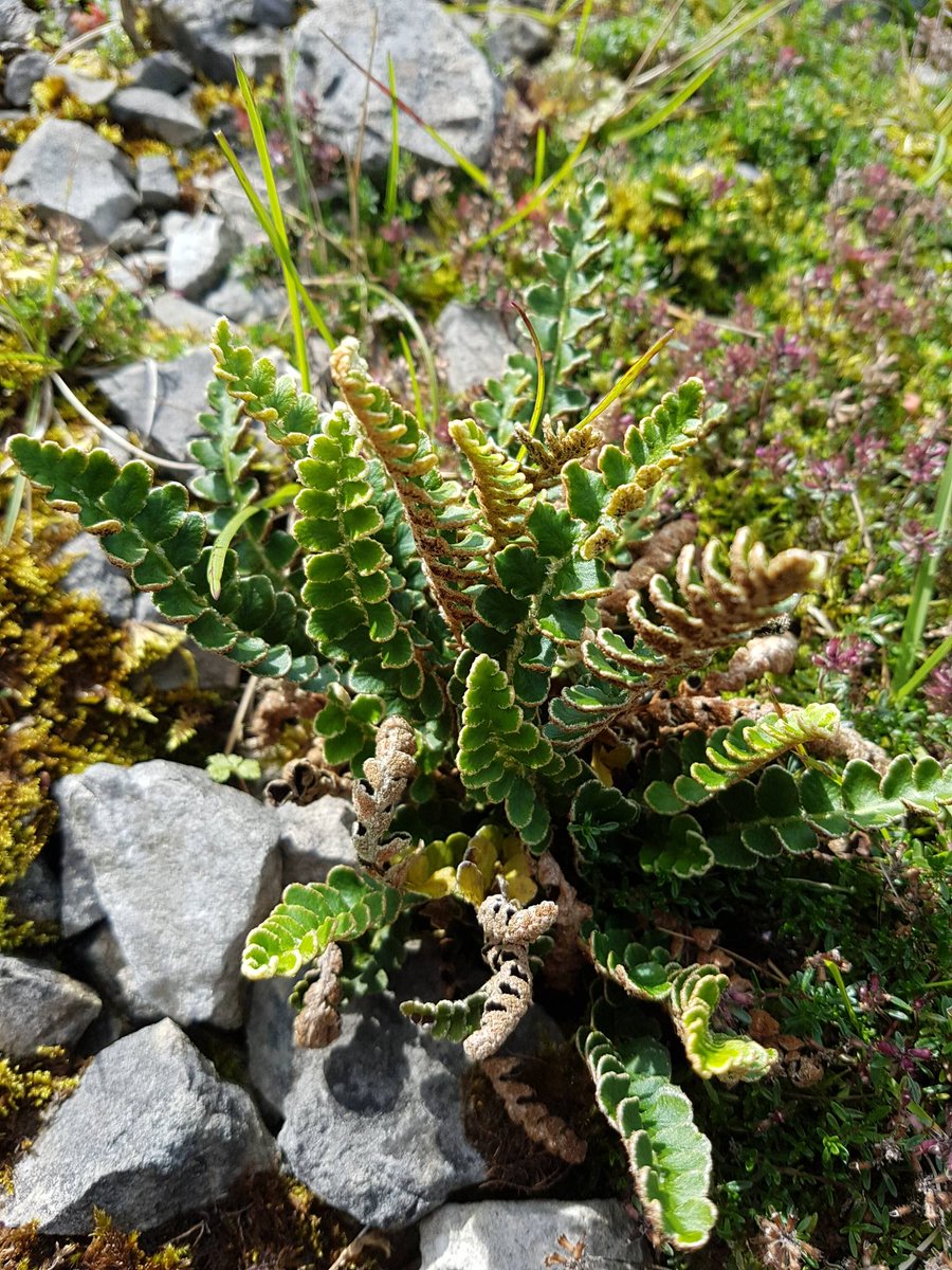 A gorgeous Rustyback Fern (Asplenium ceterach) spotted yesterday at Ribblehead Quarry #Ingleboroughnnr