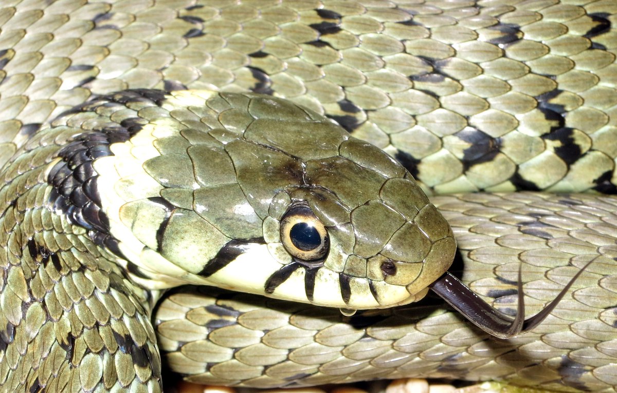 ARC_Bytes's tweet photo. Grass snakes re-classified: research here https://t.co/QIypwUSw3W and brief ARC comment here: https://t.co/krYj0qcp8f https://t.co/NCnsobZCdg