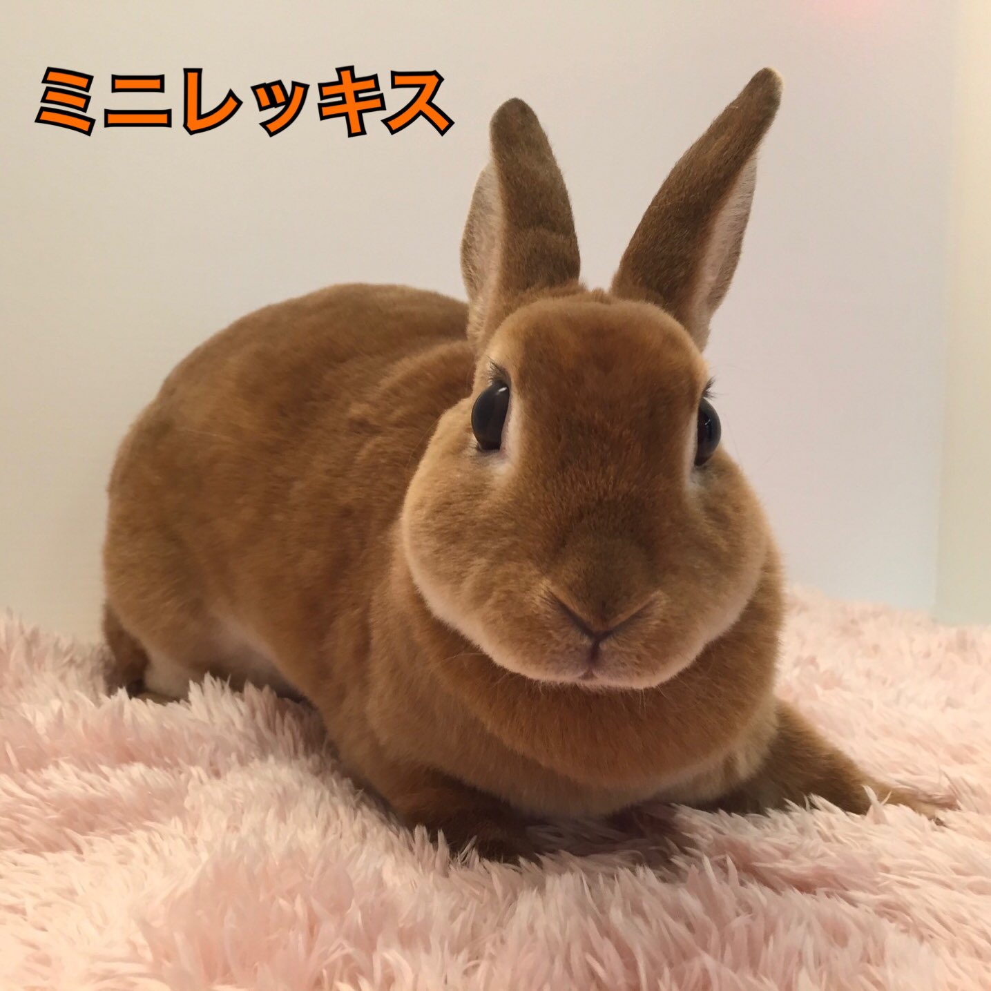 うさぎのしっぽ恵比寿店 答えあわせ クイズに登場したうさちゃんは A ミニサテン B ミニレッキス ミニレッキスはビロードのような柔らかな触り心地と艶があり ミニサテンはガラスのように透き通る被毛を持ち キラキラ輝く毛並みが特徴です よ
