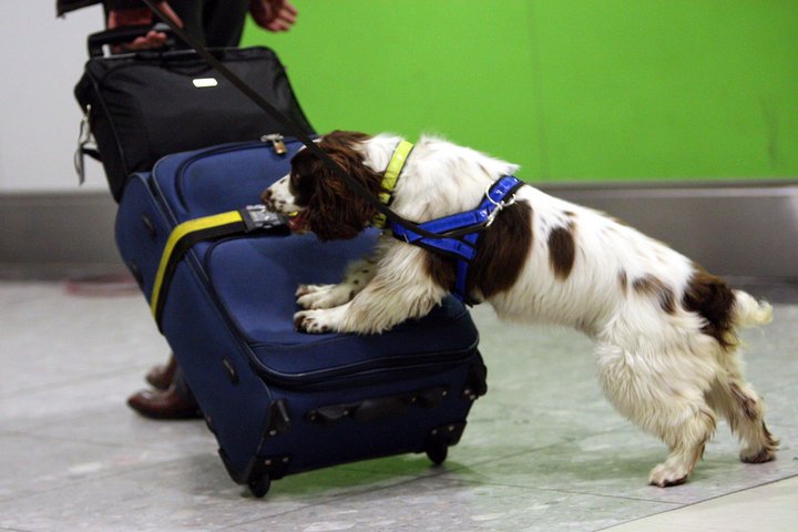 EUAntiFraud's tweet photo. #OLAF supports partners through #Hercule grants: #Greek customs purchased &amp; trained #SnifferDogs that helped seize over 250 mil. cigarettes https://t.co/jGggxDNHpf