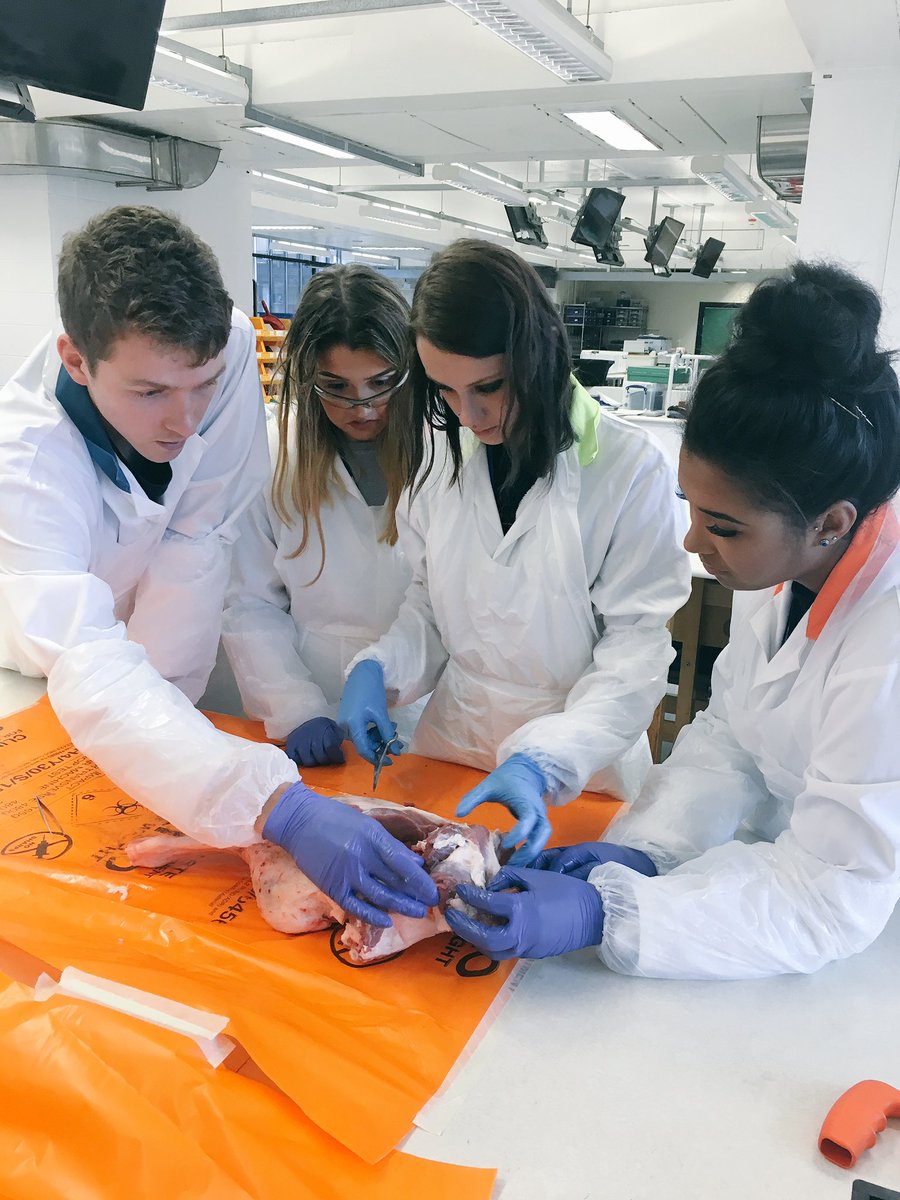 NeahSeniorHost's tweet photo. 'Anatomy of the Knee' Discovery Workshop #RFESS17 @talent_spotting https://t.co/SUM7kP75t8