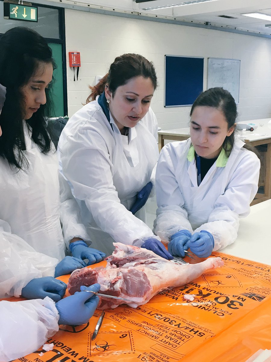NeahSeniorHost's tweet photo. 'Anatomy of the Knee' Discovery Workshop #RFESS17 @talent_spotting https://t.co/SUM7kP75t8