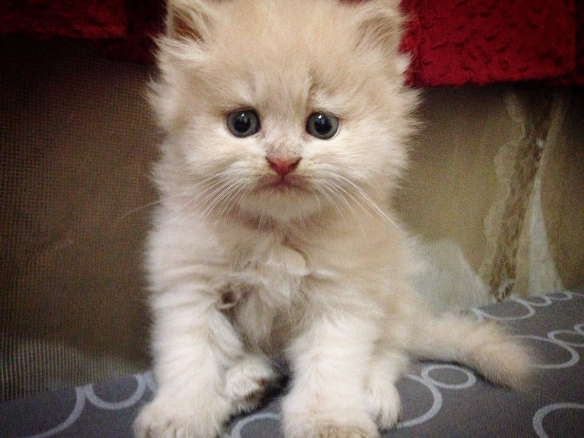 landomeyer's tweet photo. Si nakal dan manja kitten ku Buncis #HariKucing https://t.co/ieh7V0KJoS