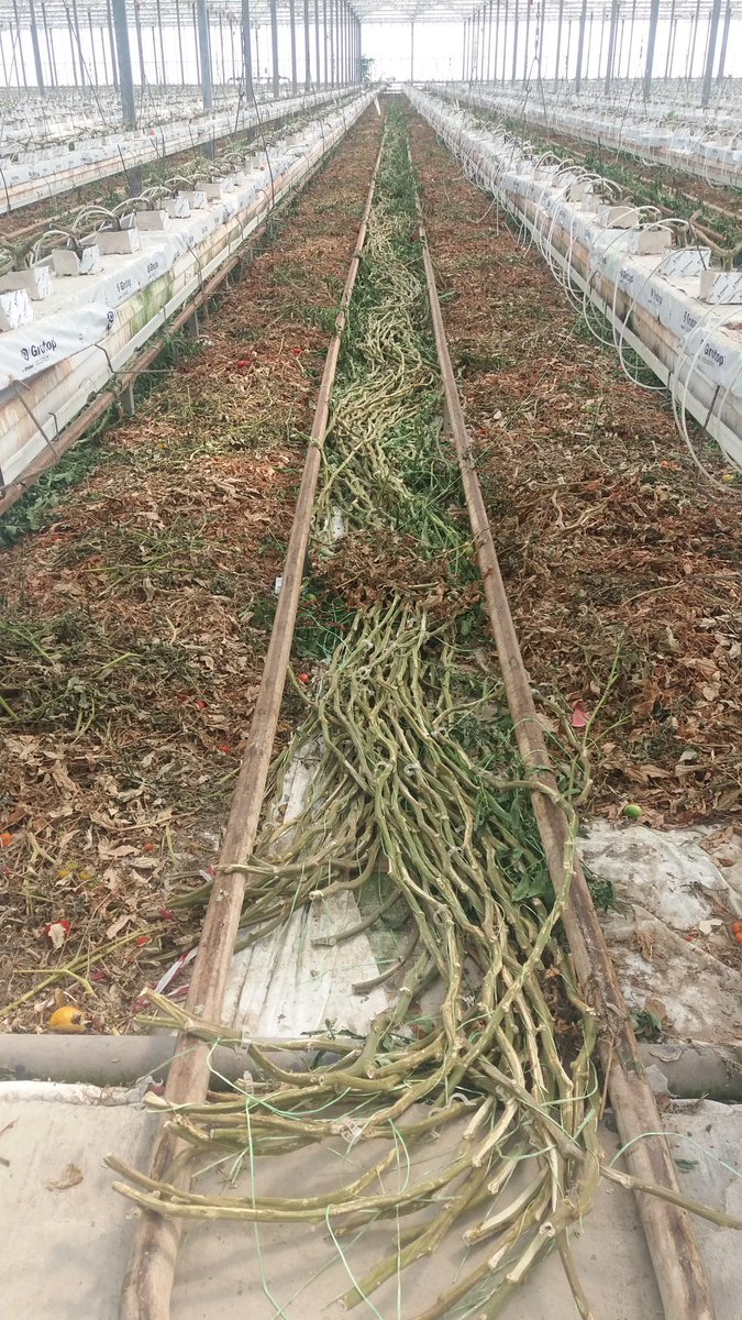 ChristinaPapaio's tweet photo. Used to be a tomato crop! #cropchange @AgritexEnergySA @IoannisGian @MyUltraLife https://t.co/OUTioB4jvA