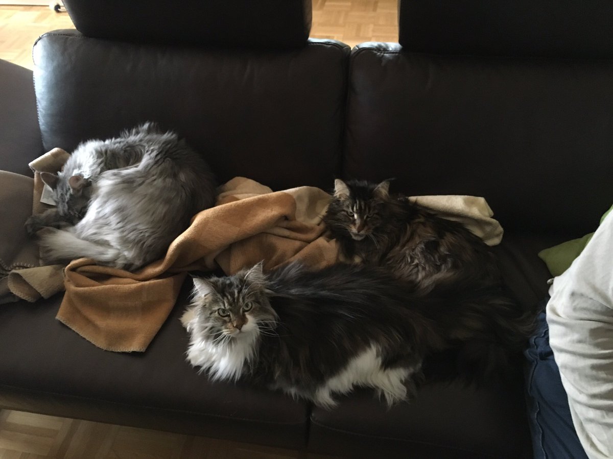 WildCard2for3's tweet photo. #Weltkatzentag #meow #Dosenöffner #LoveMyCat https://t.co/z4P9G2eg5S