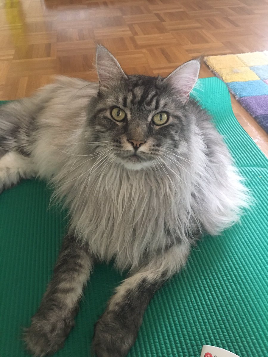WildCard2for3's tweet photo. #Weltkatzentag #meow #Dosenöffner #LoveMyCat https://t.co/z4P9G2eg5S