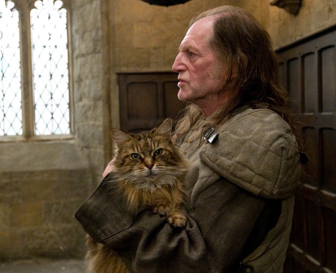 ハリポタとファンタビに出てくる猫がズラっと勢ぞろい ハリーポッター ポッターポータル Potterportal