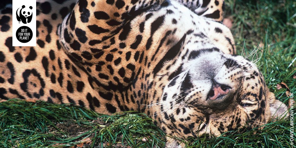 wwf_uk's tweet image. It's #InternationalCatDay 🐱🐯🦁🐾 RT if you love cats of all shapes and sizes 🐱🐾