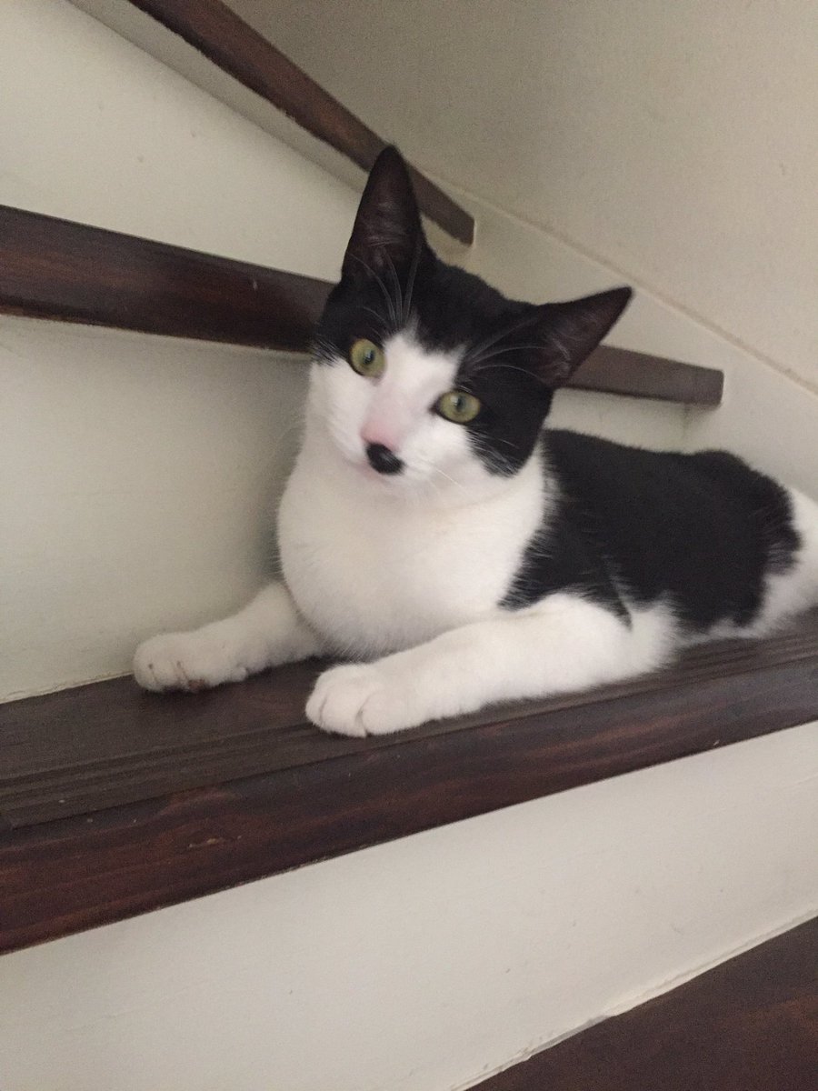 Beste Noordelingen #Ilovenoord Help svp met zoeken naar Charlie, jong katje. Hij is ontsnapt vanaf logeeradres Alkmaarstraat #nieuwendam