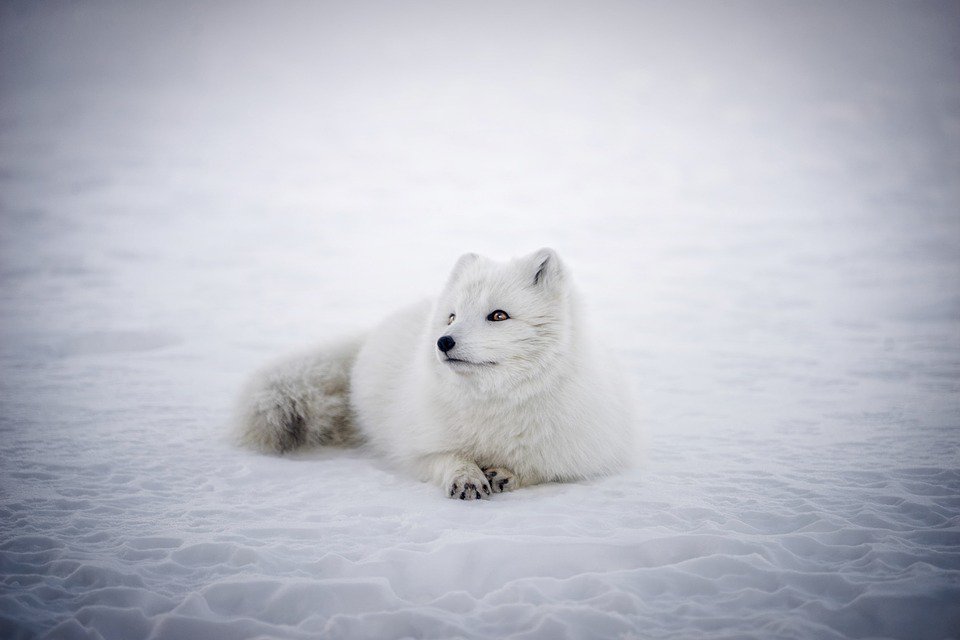 二度見するほど美しい生き物 ホッキョクギツネ 北極地域に生息するキツネ 極寒地帯に生息するため イヌ科の中でも毛が厚く 足の裏にもびっしり生えています マイナス50 の氷原にも生息し 寒さにはきわめて強い種です