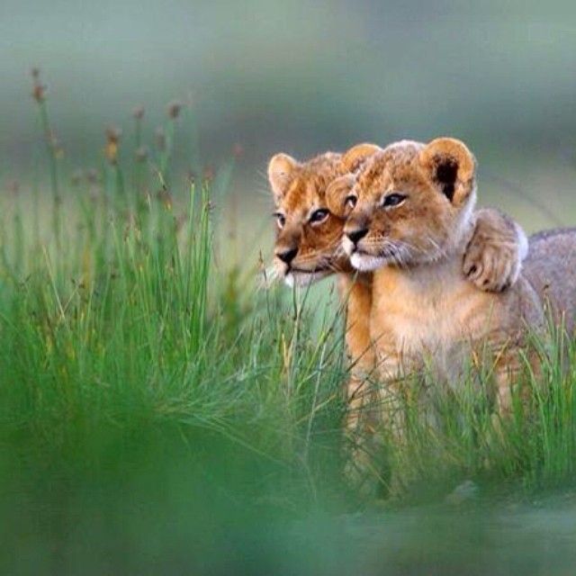 Friends Forever    Photography by Gregoire Bouguereau