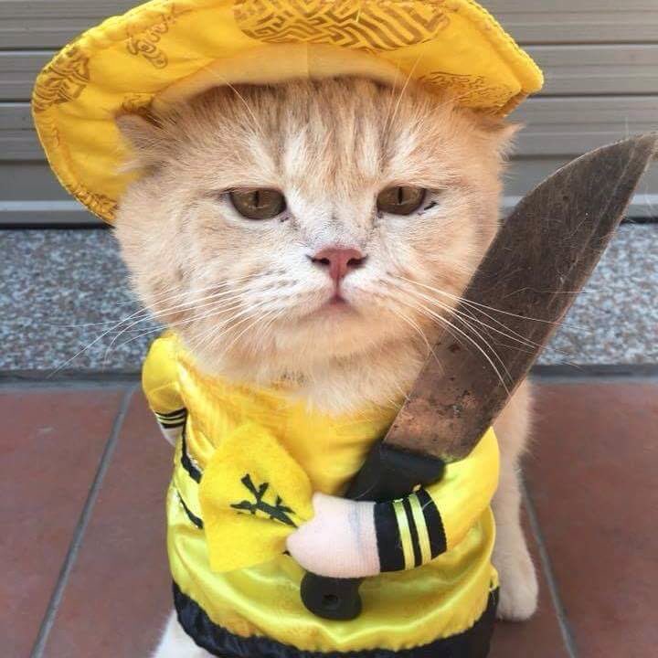 ส่วนใครที่มังซอบขโมยรูปแมวคลอื่งเหลืองจะกังมังเอง ฮึ