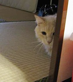 あら、鍵が開いてる……ごめんください～ #ついっぷるトレンド画像 