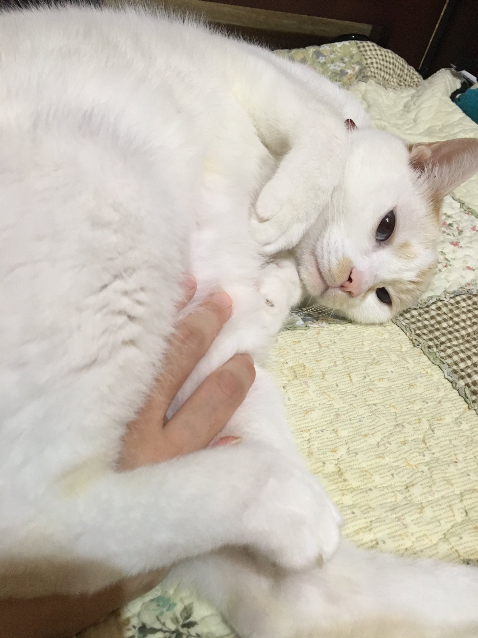 天野こずえ Twitter ನಲ ಲ 昨日 世界猫の日だったんですね ཀ 1日遅れですが うちのあざといポーズをキメるちゃこもんをご覧ください 世界猫の日 天野こずえ Twitter ನಲ ಲ 昨日 世界猫の日だったんですね ཀ 1日遅れですが うちのあざといポーズをキメるちゃこもんをご覧ください 世界猫の日