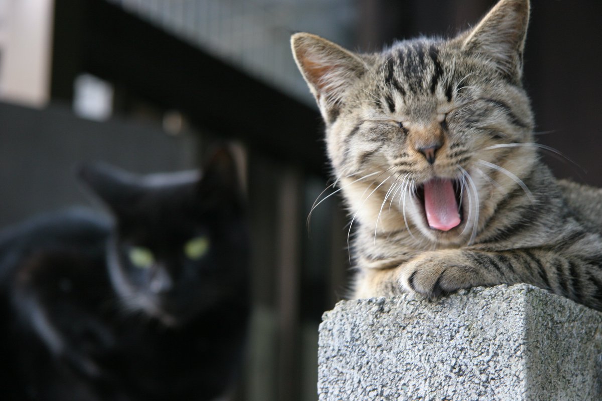 背後から忍び寄る黒い影・・・ 彼はまだ気づいていない・・・ #ついっぷるトレンド画像 