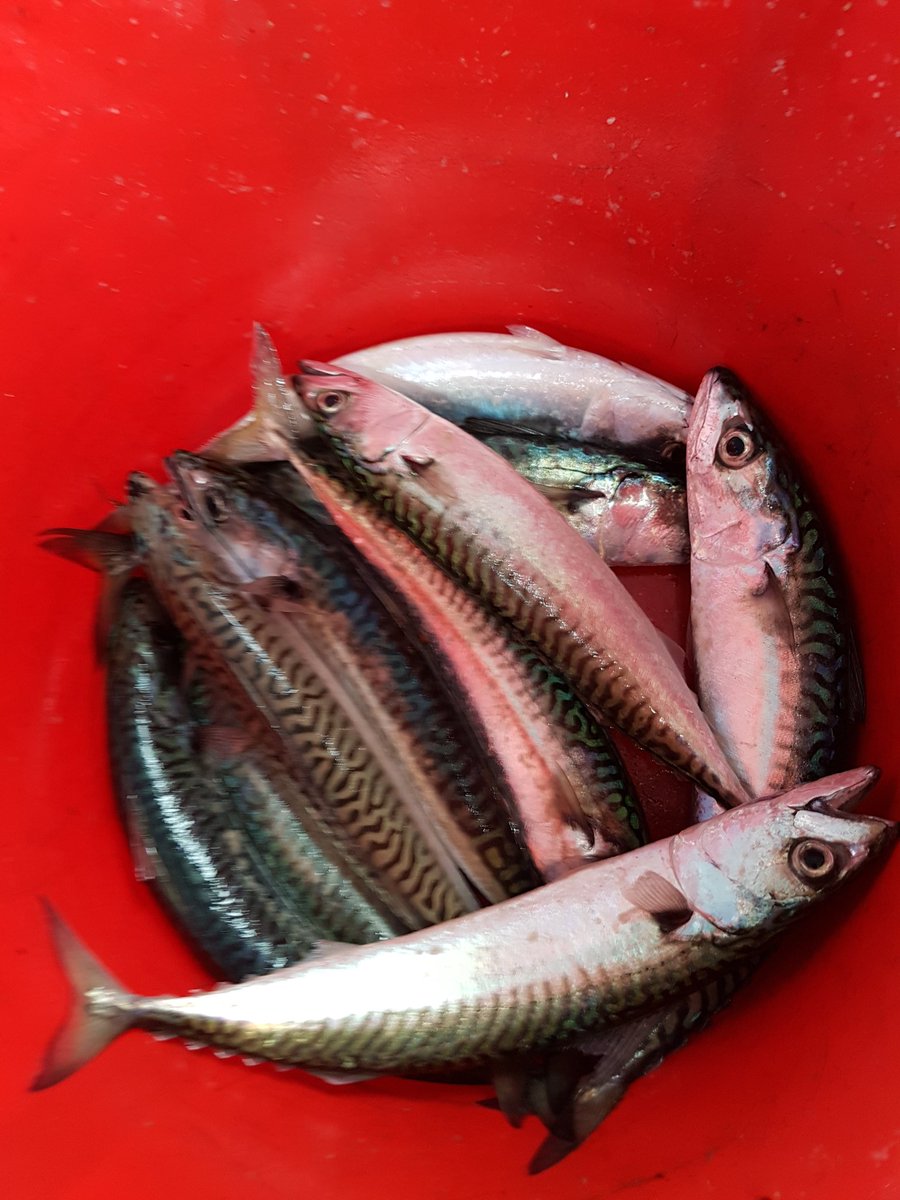 Fresh mackerel on the specials board tonight <a href="/thatch_cherryb/">The Old Thatch Inn</a>