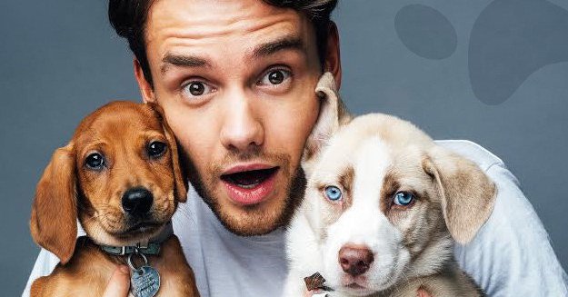 BuzzFeed's tweet image. Here's Liam Payne playing with puppies while talking One Direction, tattoos, and new music 
bzfd.it/2wEvnVy