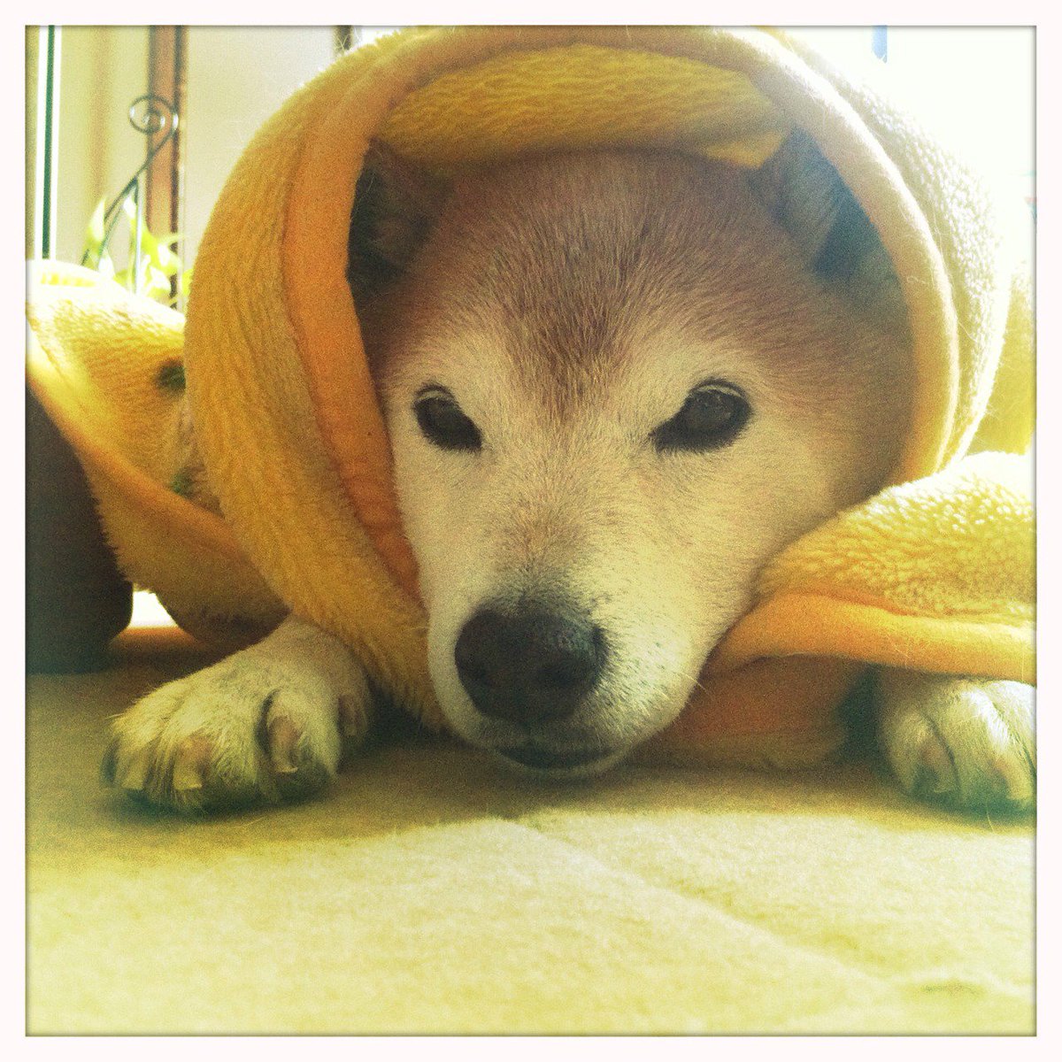 寒いの苦手・・・  #ついっぷるトレンド画像 