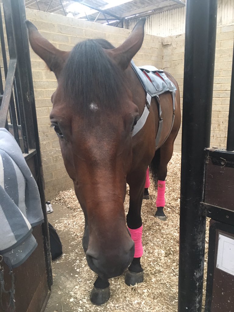 maye52839's tweet image. Lorenzo have a nice massage with his @EquilibriumProd therapy pad bed we ride today @Bury_Farm Regionals! Thank you @SupSolutions  💕