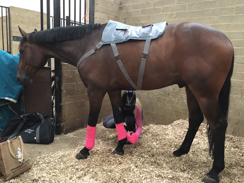 maye52839's tweet image. Lorenzo have a nice massage with his @EquilibriumProd therapy pad bed we ride today @Bury_Farm Regionals! Thank you @SupSolutions  💕