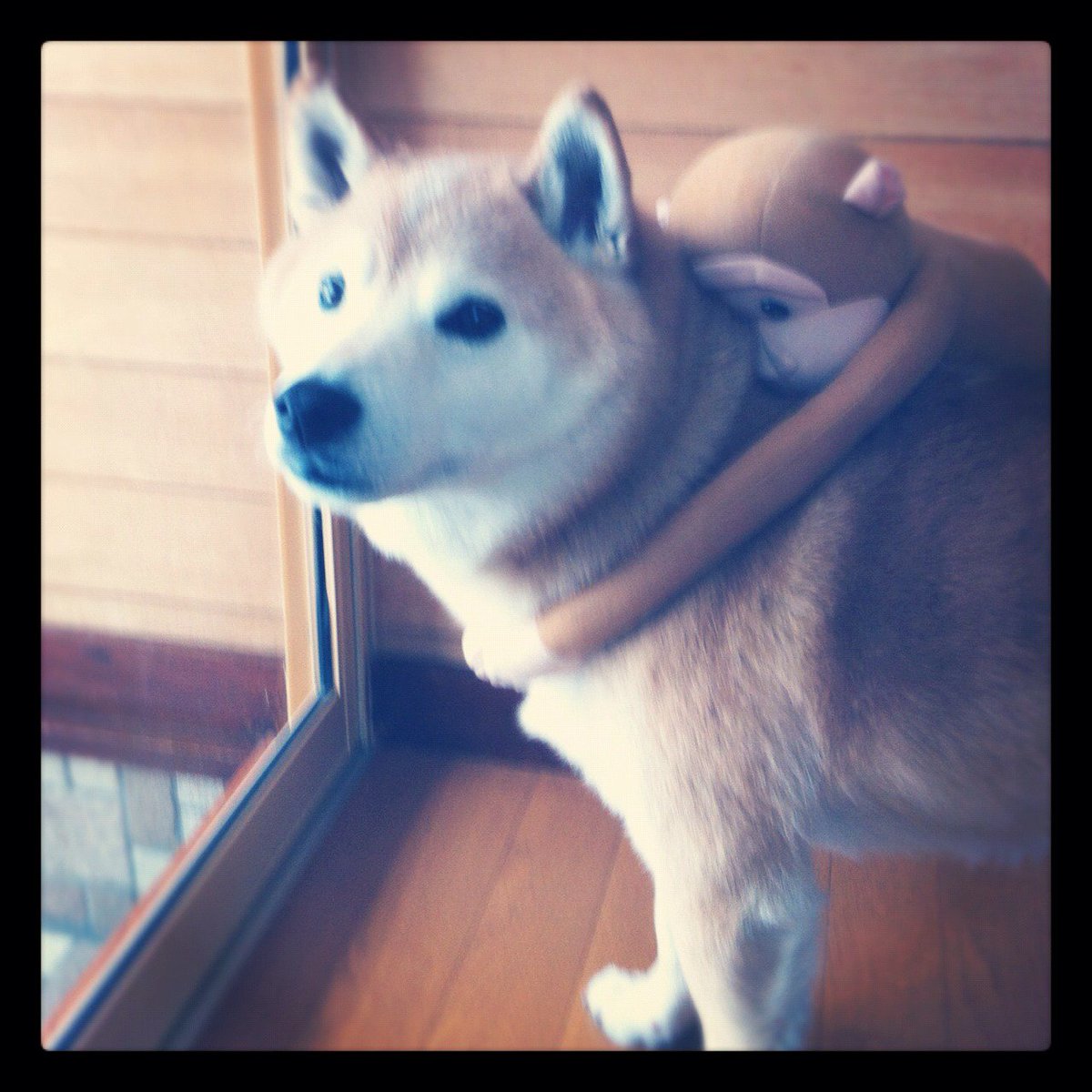 猿の子、子守中。 #ついっぷるトレンド画像 