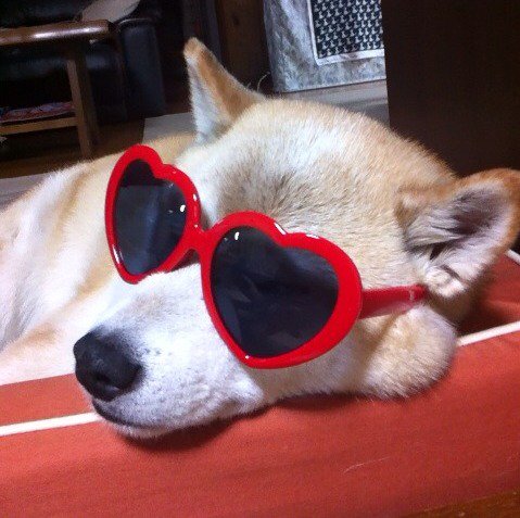 リゾート気分ですが、何か？  #ついっぷるトレンド画像 