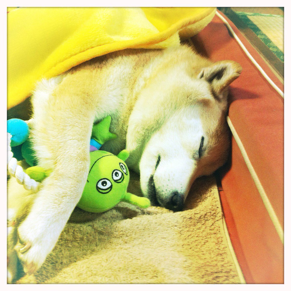 添い寝中。先に寝ちゃった。 #ついっぷるトレンド画像 