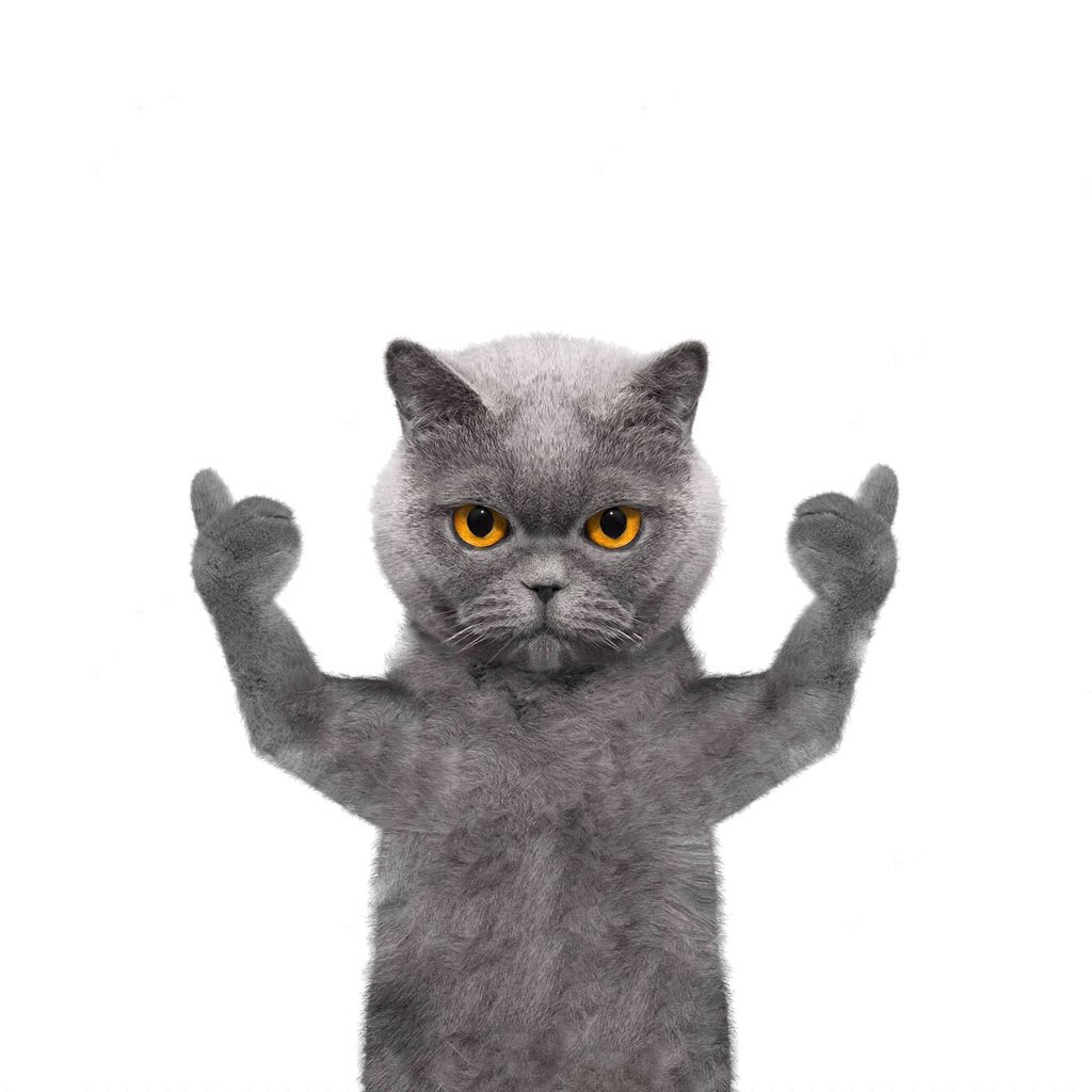 Кот показывает класс