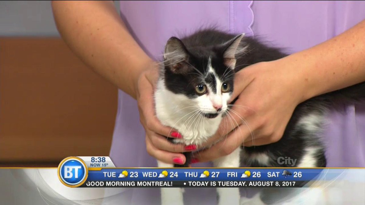 It's International Cat Day! Consider adopting one from @SPCAMontreal https://t.co/JEhceltaiL