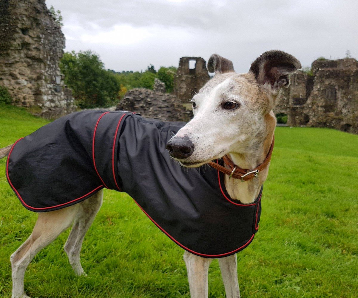 I'm in Bella's bad books. Not only did I take her for a walk in the rain, I took her for a walk on wet grass in the rain! 💦😄 #badhuman