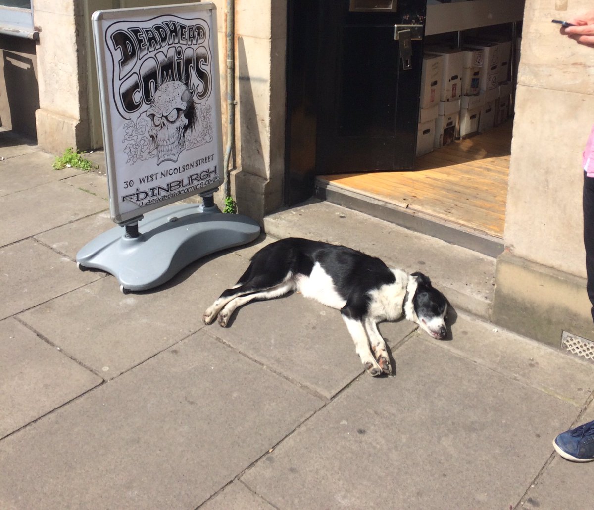 richardson_liz's tweet photo. Everyone's enjoying a bit of the sun today #DogsAtTheFringe #edinburgh70 https://t.co/ewf604vjAW