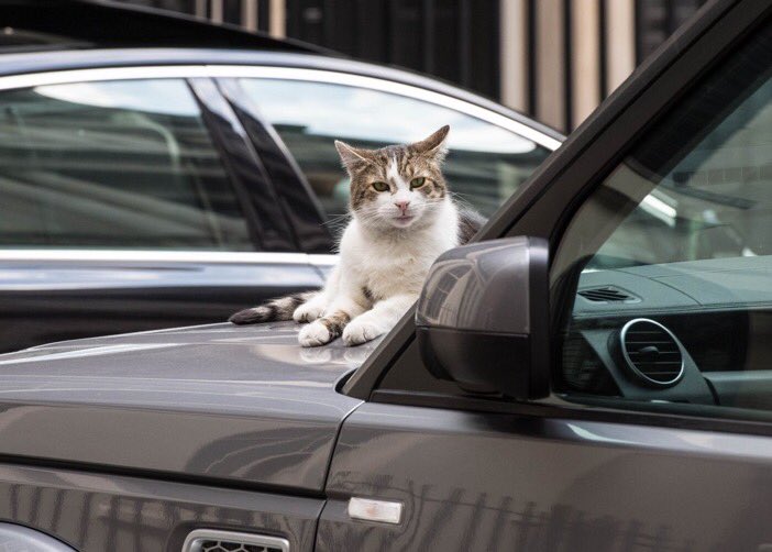 イギリス財務省のネズミ捕獲長グラッドストーンさん 猫 が１年間で鼠22匹とハエ2匹を捕まえる快挙を報告 これは優秀 そんなにいるのか 2ページ目 Togetter