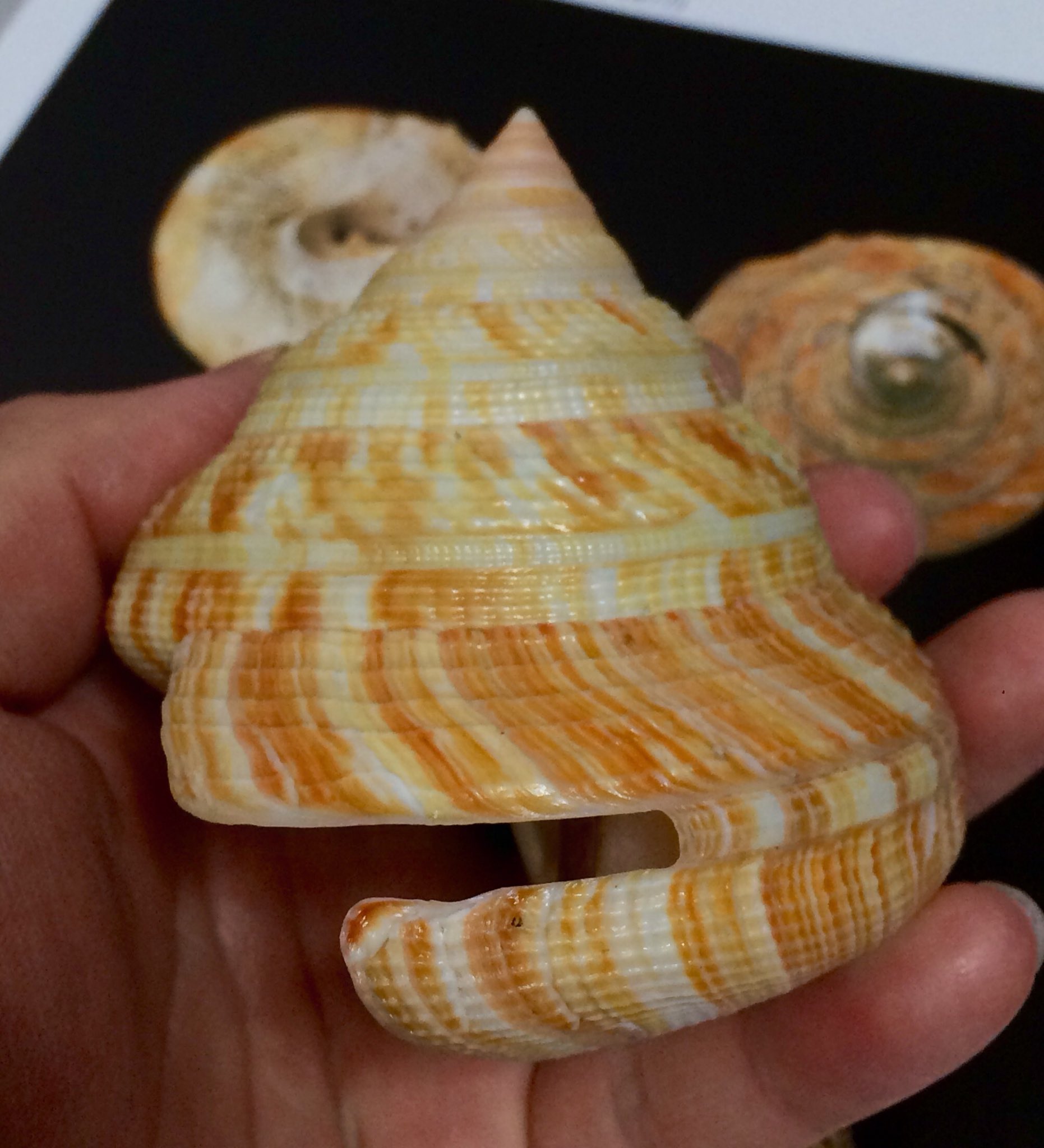 自然・標本 :: 標本 :: ベニオキナエビス Hirase's Slit Shell
