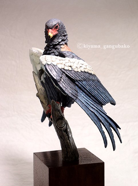 ダルマワシ雄成鳥の剥製 執念！｜ハックスレー
