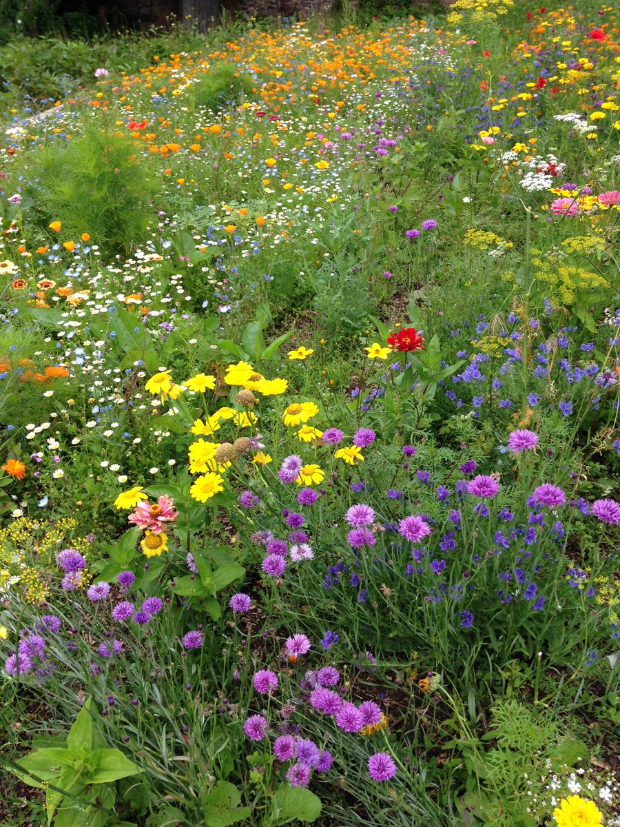 Check out my column in the mighty <a href="/TheAGTeam/">Amateur Gardening</a> this week for what plant for butterflies #thiswouldbegood