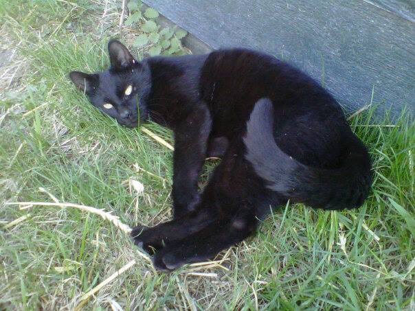 ClothesHorse39's tweet photo. #internationalcatday #loveourbarncats #catsofwoodbine #barn39 #barn12 🇨🇦❤️🏇🐱 https://t.co/ylHkFZ4ASn